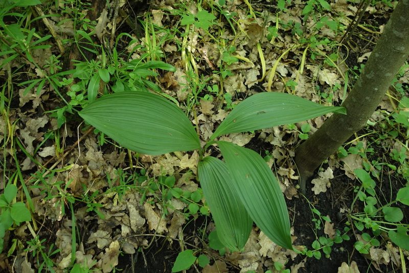 Veratrum nigrum, photographed by Aleksei Baushev