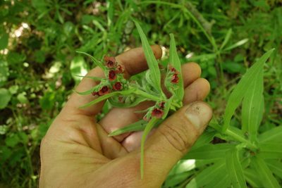 Cynoglossum officinale, photographed by Aleksei Baushev