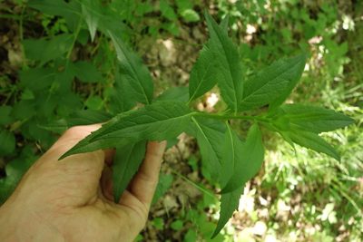 Adenophora liliifolia