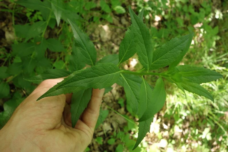Adenophora liliifolia, photographed by Aleksei Baushev