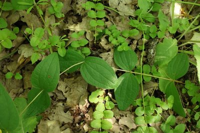 Clematis integrifolia, photographed by Aleksei Baushev