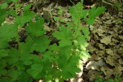 Ribes uva-crispa, photographed by Aleksei Baushev