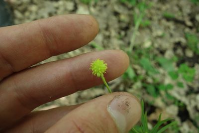 Ranunculus auricomus, photographed by Aleksei Baushev