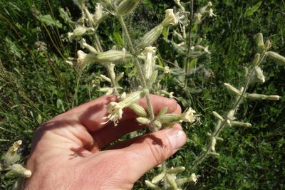 Silene viscosa, photographed by Aleksei Baushev