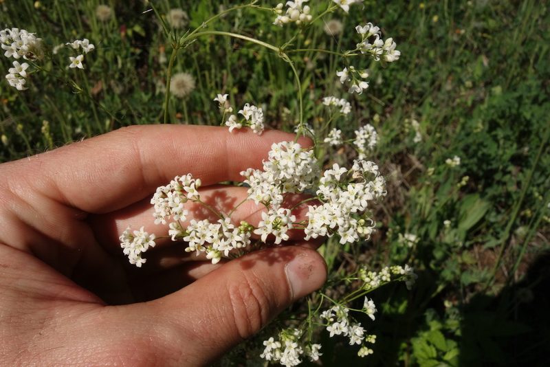 Galium octonarium, photographed by Aleksei Baushev