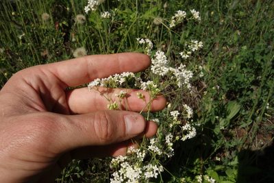 Galium octonarium, photographed by Aleksei Baushev