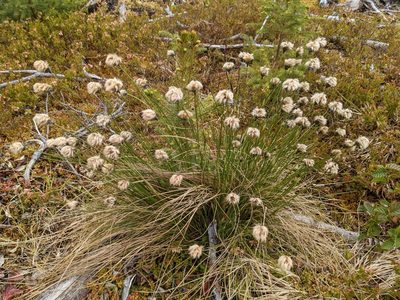 Eriophorum vaginatum, photographed by Todd Boland