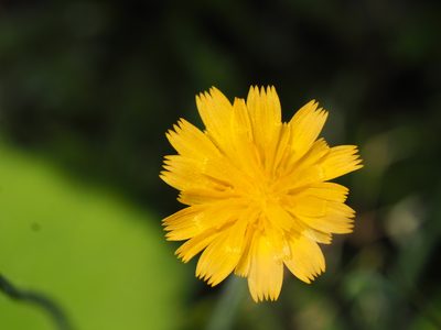 Krigia virginica, photographed by Clay Gibbons