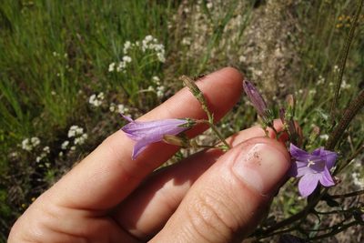 Campanula sibirica, photographed by Aleksei Baushev