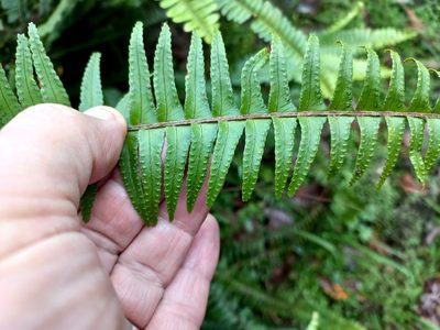 Nephrolepis cordifolia, photographed by Mike Bowie