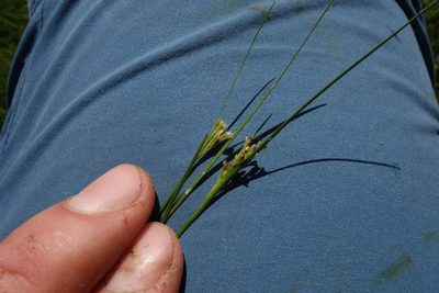 Juncus compressus, photographed by Aleksei Baushev