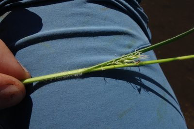 Carex hirta, photographed by Aleksei Baushev