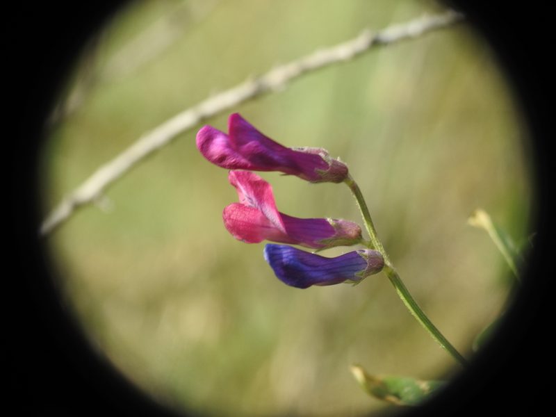 Vicia monantha, photographed by Yves Bas