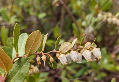 Chamaedaphne calyculata, photographed by Todd Boland