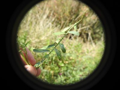Vicia monantha, photographed by Yves Bas