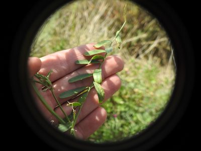Vicia monantha, photographed by Yves Bas