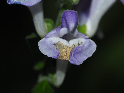 Scutellaria elliptica, photographed by Clay Gibbons