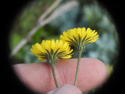 Crepis sancta, photographed by Yves Bas