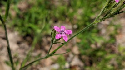 Dianthus armeria, photographed by john_hall