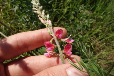 Onobrychis viciifolia, photographed by Aleksei Baushev