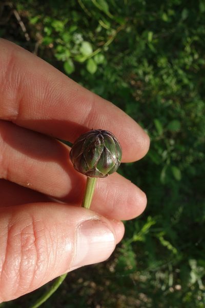 Klasea lycopifolia, photographed by Aleksei Baushev