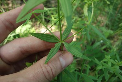 Trichogalium boreale, photographed by Aleksei Baushev