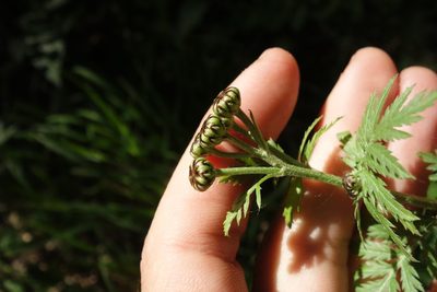 Tanacetum corymbosum, photographed by Aleksei Baushev