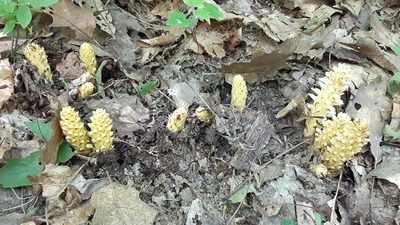 Conopholis americana, photographed by Larry Jensen