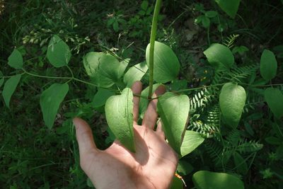 Clematis recta, photographed by Aleksei Baushev