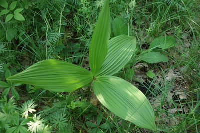 Veratrum nigrum, photographed by Aleksei Baushev