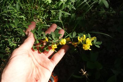 Chamaecytisus ruthenicus, photographed by Aleksei Baushev