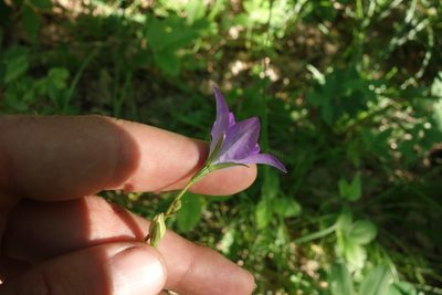 Campanula stevenii, photographed by Aleksei Baushev