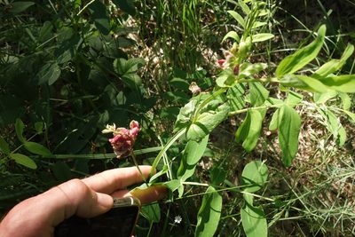 Lathyrus pisiformis, photographed by Aleksei Baushev