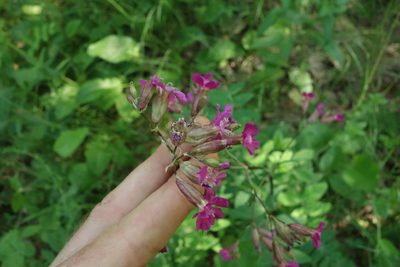 Viscaria vulgaris, photographed by Aleksei Baushev