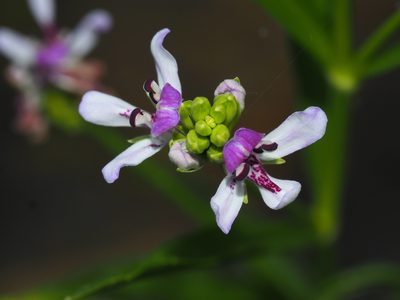 Dianthera americana, photographed by Clay Gibbons