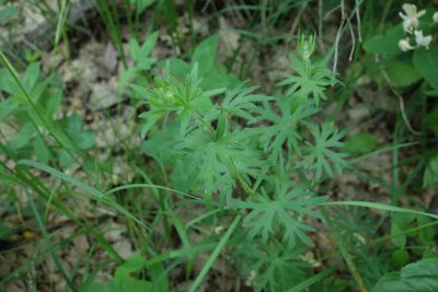 Geranium sanguineum, photographed by Aleksei Baushev