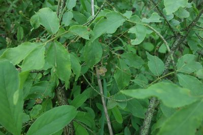 Euonymus verrucosus, photographed by Aleksei Baushev