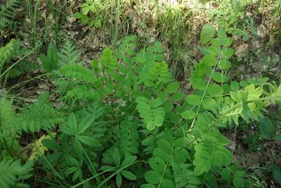 Astragalus glycyphyllos, photographed by Aleksei Baushev