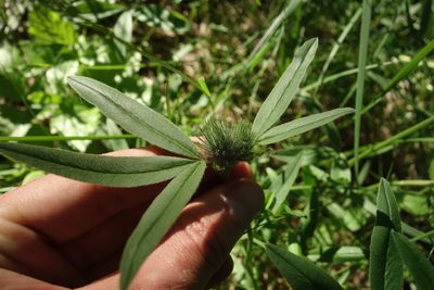 Trifolium alpestre, photographed by Aleksei Baushev