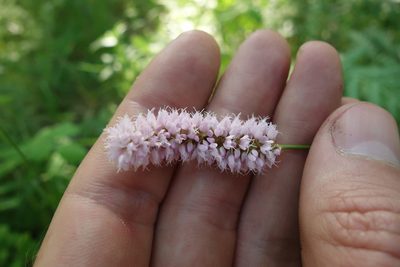 Persicaria bistorta, photographed by Aleksei Baushev
