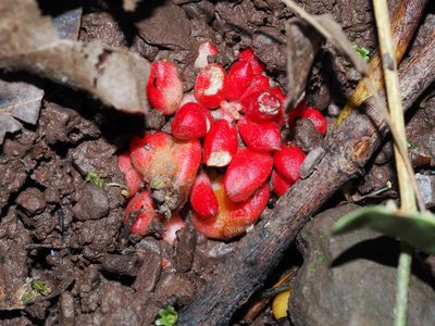 Dicentra cucullaria