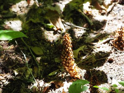 Conopholis americana