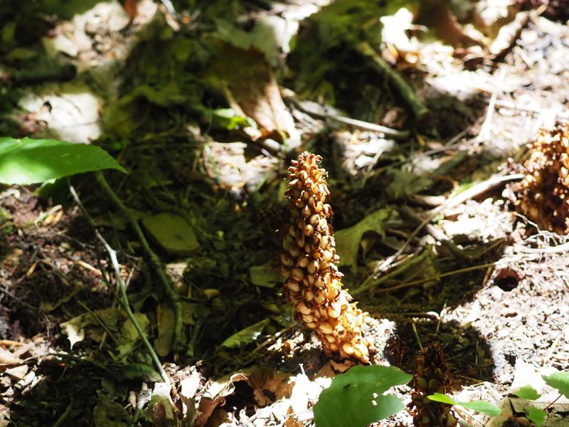 Conopholis americana, photographed by Clay Gibbons