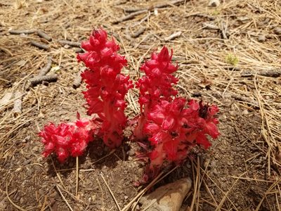Sarcodes sanguinea, photographed by Jonathan Curley