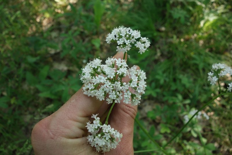 Valeriana rossica, photographed by Aleksei Baushev