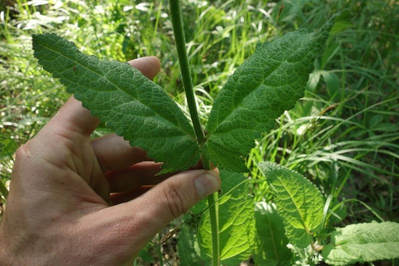 Salvia pratensis, photographed by Aleksei Baushev