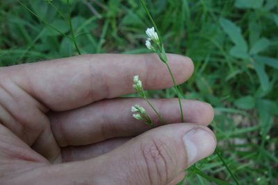 Asperula tinctoria, photographed by Aleksei Baushev