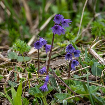 Soldanella carpatica, photographed by Piotr Lukasik