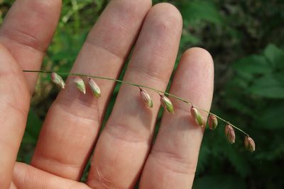 Melica nutans, photographed by Aleksei Baushev