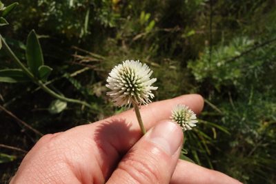 Trifolium montanum, photographed by Aleksei Baushev